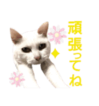ぐれ＆はな☆スタンプ（個別スタンプ：20）