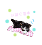 うちのソックスとチョコ（個別スタンプ：1）