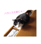 うちのソックスとチョコ（個別スタンプ：4）