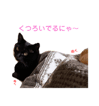 うちのソックスとチョコ（個別スタンプ：6）