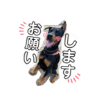 タイソン⭐（個別スタンプ：8）
