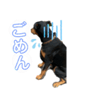 タイソン⭐（個別スタンプ：12）