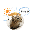 トトちゃん＊日常会話3（個別スタンプ：2）
