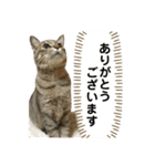 トトちゃん＊日常会話3（個別スタンプ：4）