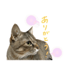 トトちゃん＊日常会話3（個別スタンプ：9）