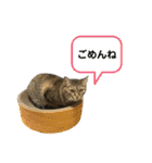 トトちゃん＊日常会話3（個別スタンプ：10）