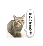 トトちゃん＊日常会話3（個別スタンプ：11）