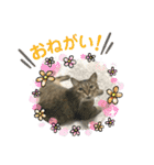 トトちゃん＊日常会話3（個別スタンプ：12）