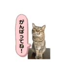 トトちゃん＊日常会話3（個別スタンプ：14）