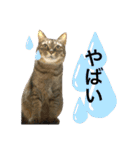 トトちゃん＊日常会話3（個別スタンプ：16）