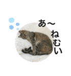 トトちゃん＊日常会話3（個別スタンプ：19）