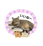 トトちゃん＊日常会話3（個別スタンプ：23）