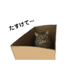 トトちゃん＊日常会話3（個別スタンプ：26）