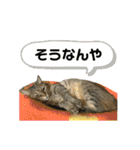 トトちゃん＊日常会話3（個別スタンプ：29）