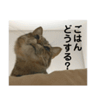 トトちゃん＊日常会話3（個別スタンプ：33）