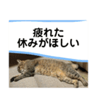 トトちゃん＊日常会話3（個別スタンプ：34）