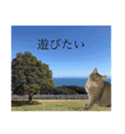 トトちゃん＊日常会話3（個別スタンプ：37）