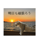 トトちゃん＊日常会話3（個別スタンプ：38）