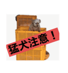 みかんをつくるここあくん（個別スタンプ：3）