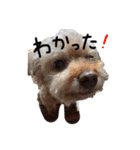 みかんをつくるここあくん（個別スタンプ：4）
