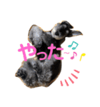 シュナのとんすけ〜日常会話〜（個別スタンプ：6）