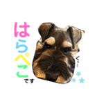シュナのとんすけ〜日常会話〜（個別スタンプ：25）