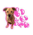 毎日使える リアル愛犬レオくん（個別スタンプ：1）