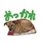 毎日使える リアル愛犬レオくん（個別スタンプ：2）