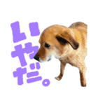 毎日使える リアル愛犬レオくん（個別スタンプ：3）