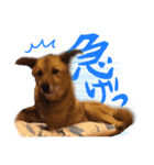 毎日使える リアル愛犬レオくん（個別スタンプ：4）
