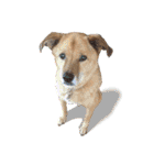 毎日使える リアル愛犬レオくん（個別スタンプ：5）