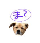 毎日使える リアル愛犬レオくん（個別スタンプ：6）