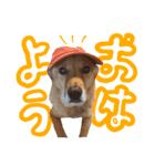 毎日使える リアル愛犬レオくん（個別スタンプ：7）