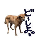 毎日使える リアル愛犬レオくん（個別スタンプ：8）