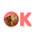 毎日使える リアル愛犬レオくん（個別スタンプ：9）
