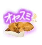 毎日使える リアル愛犬レオくん（個別スタンプ：10）