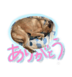 毎日使える リアル愛犬レオくん（個別スタンプ：11）
