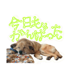 毎日使える リアル愛犬レオくん（個別スタンプ：12）