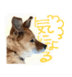 毎日使える リアル愛犬レオくん（個別スタンプ：13）