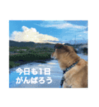 毎日使える リアル愛犬レオくん（個別スタンプ：14）