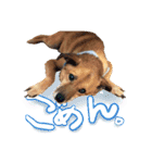 毎日使える リアル愛犬レオくん（個別スタンプ：15）