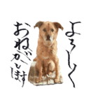 毎日使える リアル愛犬レオくん（個別スタンプ：16）
