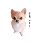 チワワのちろるちょこ♡2（個別スタンプ：1）