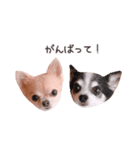 チワワのちろるちょこ♡2（個別スタンプ：2）