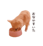 チワワのちろるちょこ♡2（個別スタンプ：8）