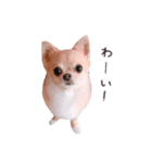 チワワのちろるちょこ♡2（個別スタンプ：16）