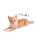 チワワのちろるちょこ♡2（個別スタンプ：17）