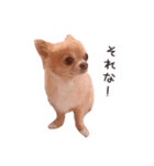 チワワのちろるちょこ♡2（個別スタンプ：20）