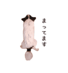 チワワのちろるちょこ♡2（個別スタンプ：22）