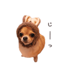 チワワのちろるちょこ♡2（個別スタンプ：24）